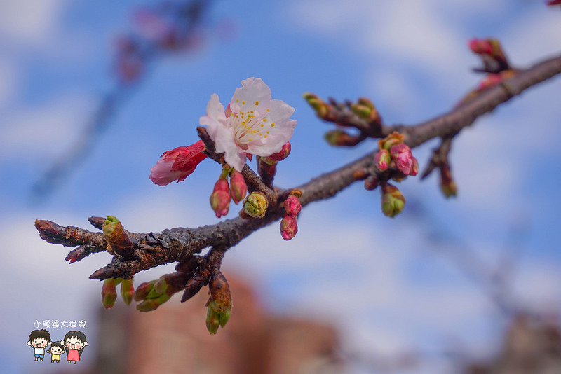 台北櫻花秘境 010