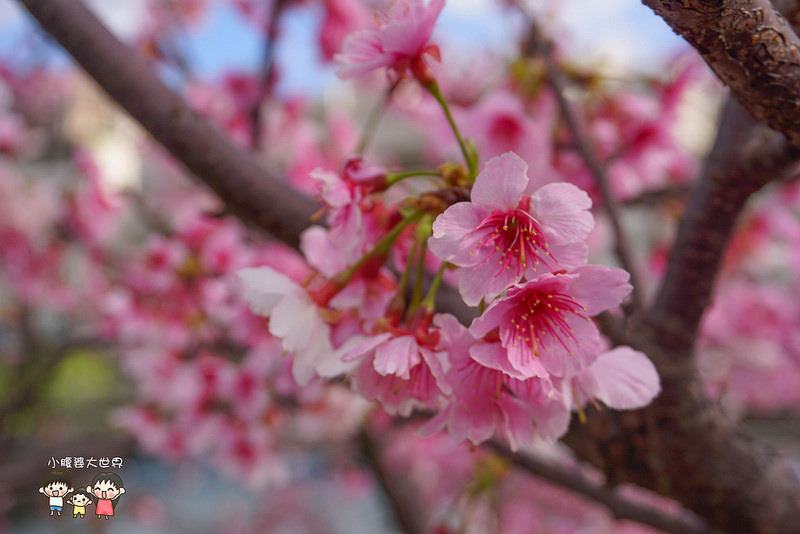台北櫻花秘境 043