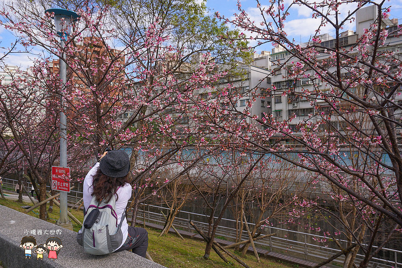 台北櫻花秘境 007
