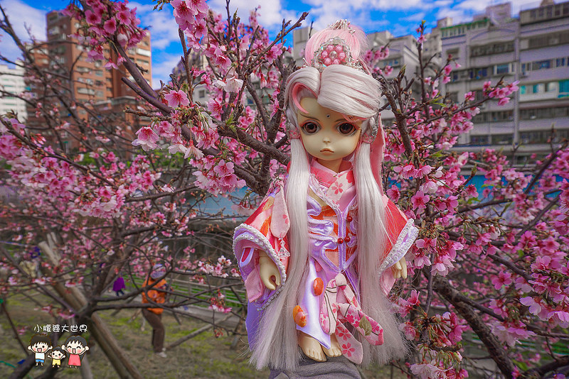 台北櫻花秘境 031