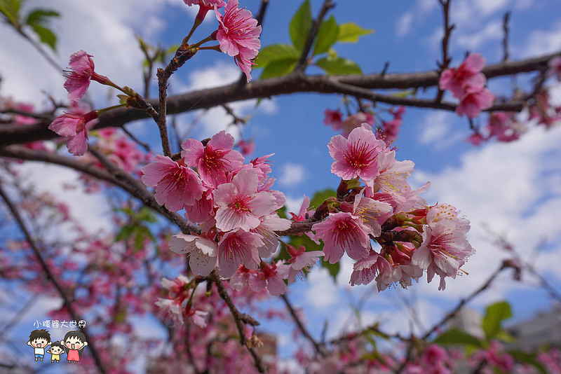 台北櫻花秘境 016