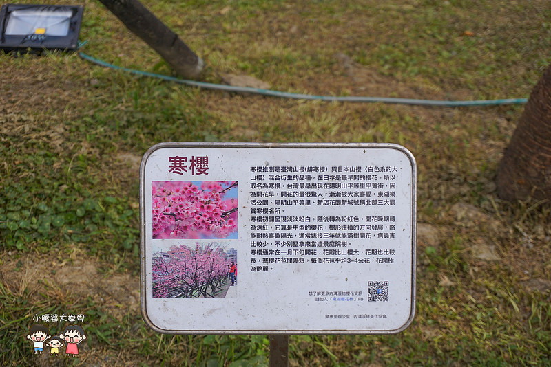台北櫻花秘境 009