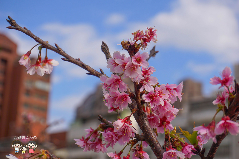 台北櫻花秘境 029