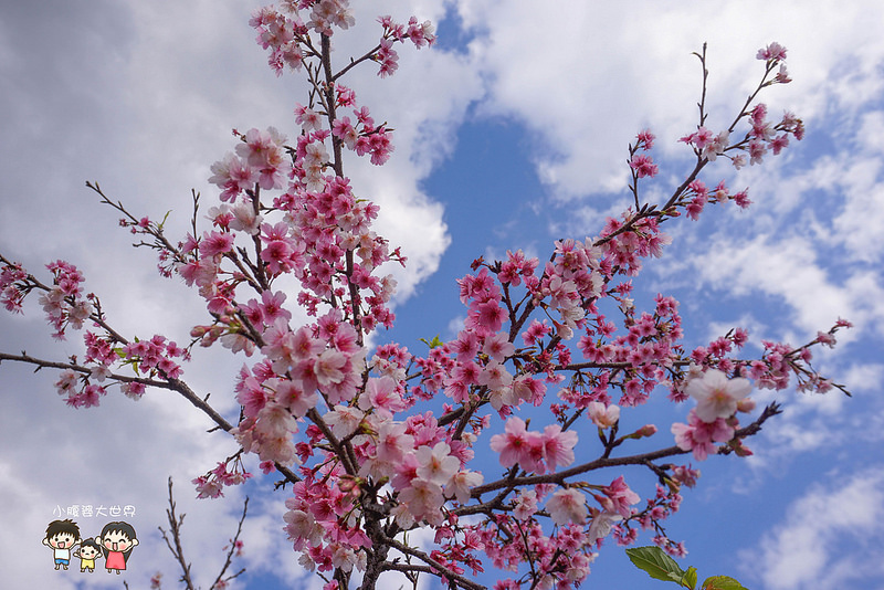 台北櫻花秘境 013