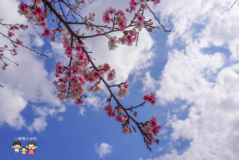 台北櫻花秘境 021