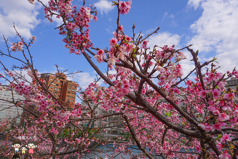 台北櫻花秘境 030