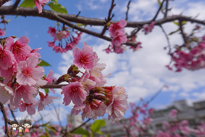 台北櫻花秘境 015