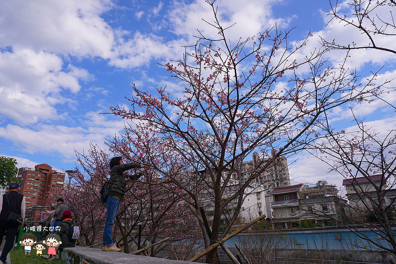 台北櫻花秘境 005