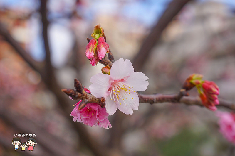 台北櫻花秘境 047
