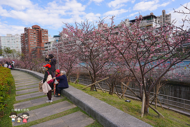 台北櫻花秘境 006