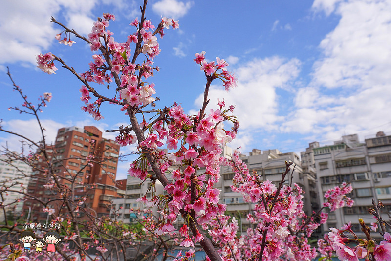 台北櫻花秘境 028