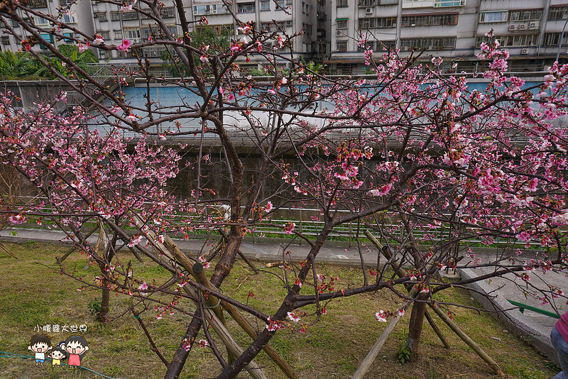 台北櫻花秘境 035