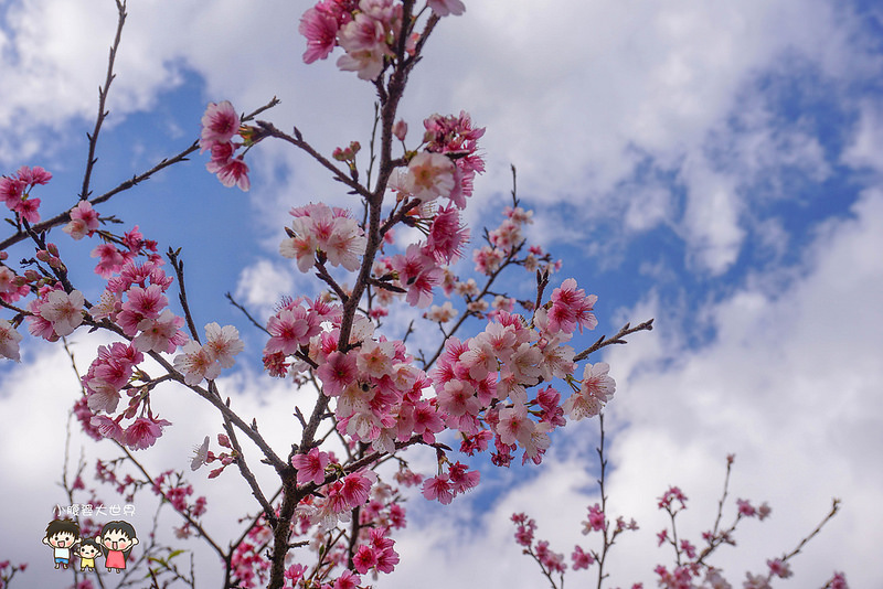 台北櫻花秘境 022