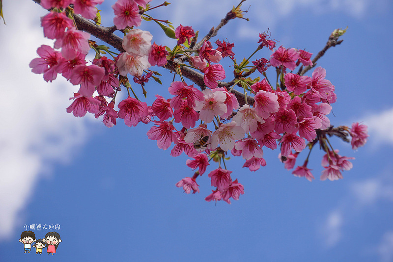 台北櫻花秘境 017
