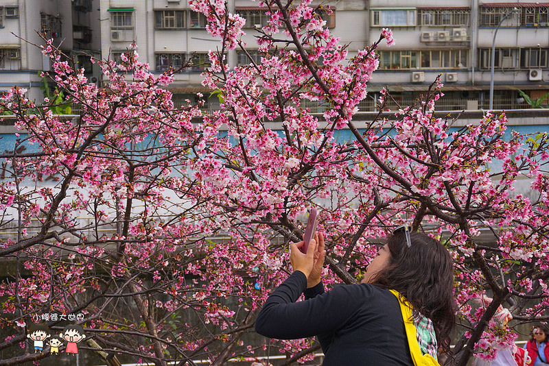 台北櫻花秘境 057