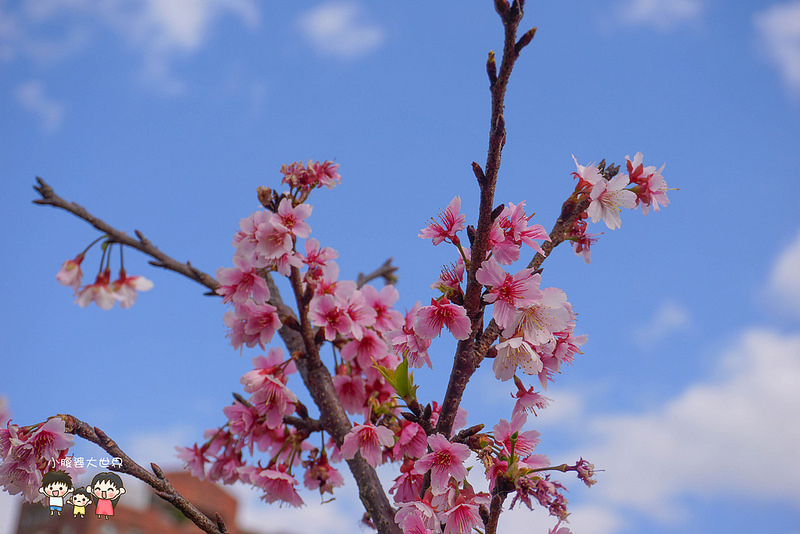 台北櫻花秘境 026