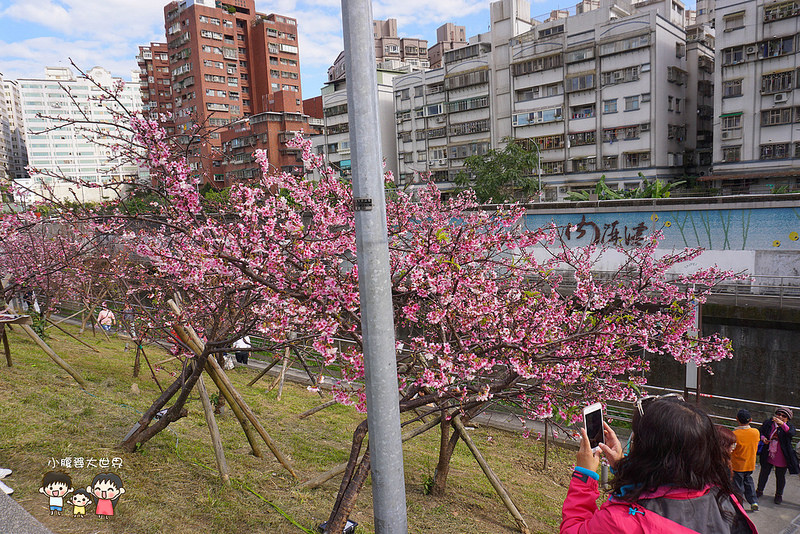 台北櫻花秘境 011
