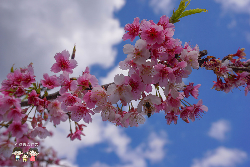 台北櫻花秘境 012