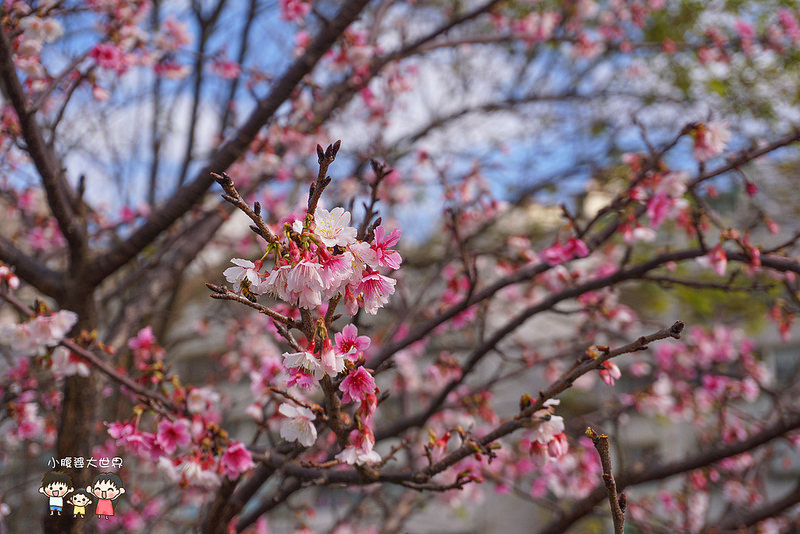台北櫻花秘境 008