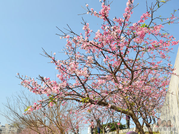 東湖樂活公園27-華城橋旁櫻景III