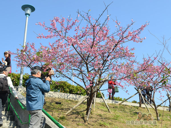 東湖樂活公園18-櫻花步道土坡的階梯II