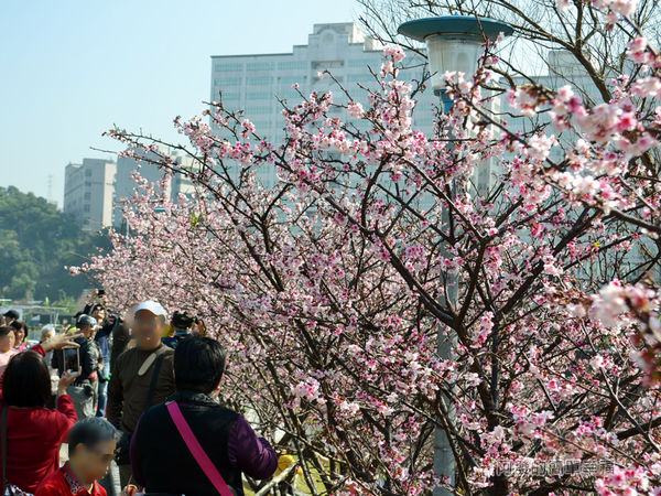 東湖樂活公園09-〝內溝溪〞畔旁整排寒櫻綻放