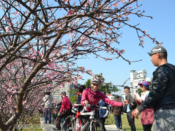 東湖樂活公園13-很有Fu的粉紅櫻花步道爭相留影