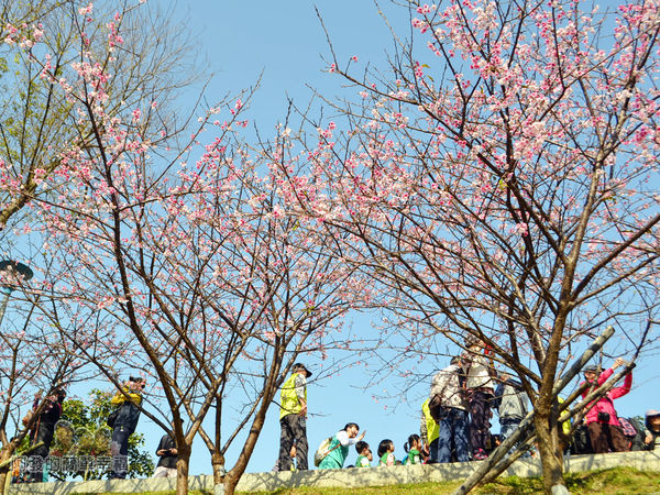 東湖樂活公園22-內溝溪畔步道朝上一景II