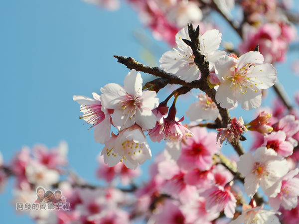 東湖樂活公園33-北部三大賞寒櫻名所之一