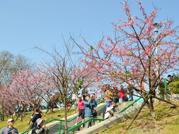 東湖樂活公園19-櫻花步道土坡的階梯III