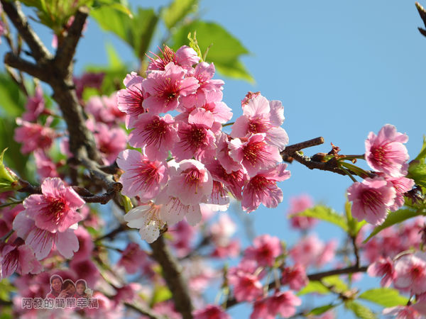 東湖樂活公園10-開花量驚人的寒櫻
