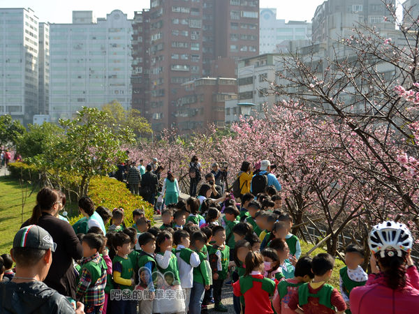 東湖樂活公園04-公園內一整排盛開的淺粉紅色櫻花樹
