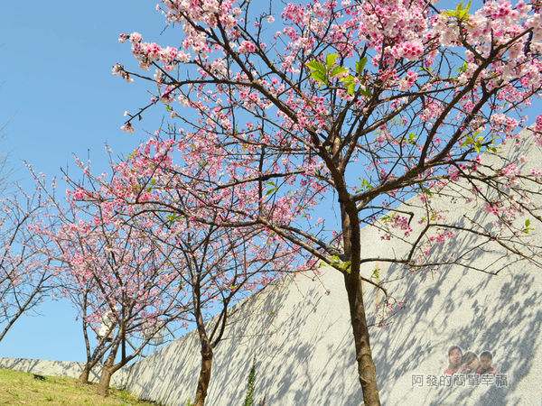 東湖樂活公園25-華城橋旁櫻景