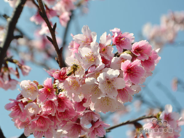 東湖樂活公園15-櫻花像爆米花般的綻放