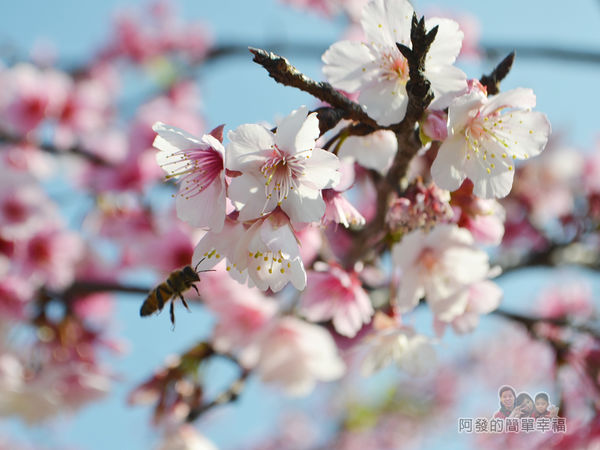 東湖樂活公園12-隨處可見飛進飛出採蜜的蜜蜂
