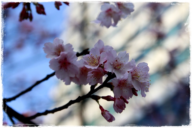 101下櫻花樹松智路賞寒櫻