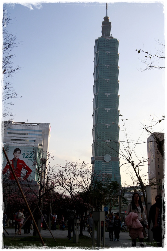 101下櫻花樹松智路賞寒櫻