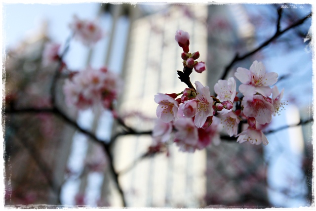 101下櫻花樹松智路賞寒櫻