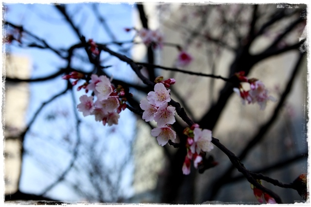 101下櫻花樹松智路賞寒櫻