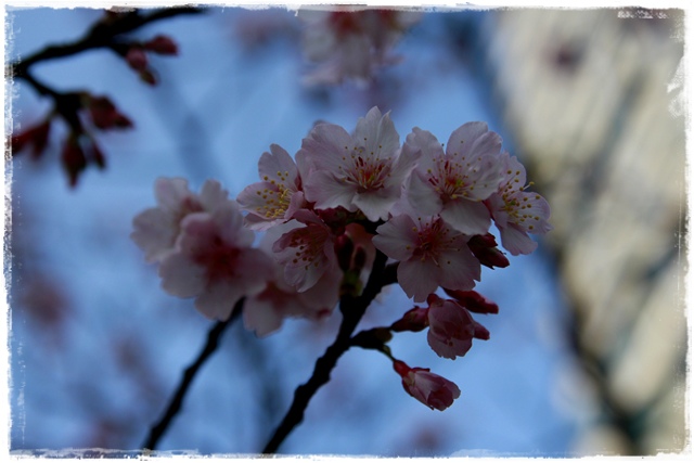 101下櫻花樹松智路賞寒櫻