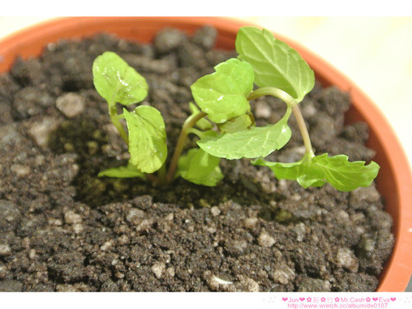 Mr. cash：【食記】oO。。新竹　Mr.Cash蜜糖吐司　什麼？！蜜糖吐司也不忘了Candy Crush，超可愛的kitty蜜糖吐司，大家吃過了嘛？！而且還有可愛的拉花kitty咖啡喲～。o○。