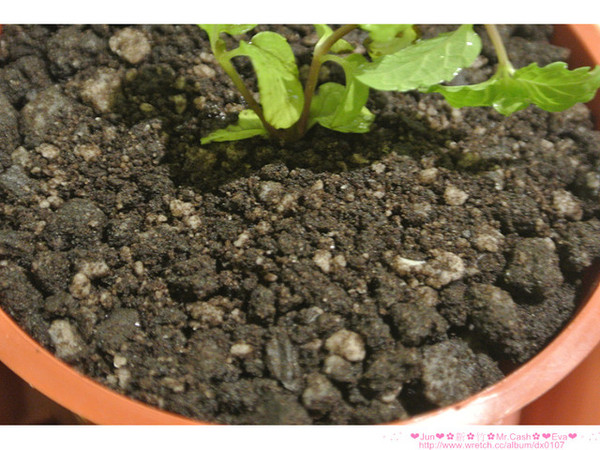 Mr. cash：【食記】oO。。新竹　Mr.Cash蜜糖吐司　什麼？！蜜糖吐司也不忘了Candy Crush，超可愛的kitty蜜糖吐司，大家吃過了嘛？！而且還有可愛的拉花kitty咖啡喲～。o○。