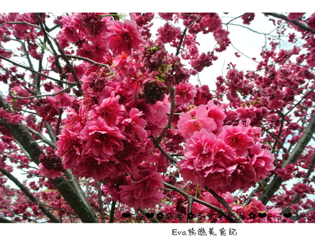 泰安派出所:【遊記】oO。台中 后里 泰安警察局 2015年櫻花 全台最美的警察局~大家來朝聖過了嗎?!。o○。 泰安派出所:【遊記】oO。台中 后里 泰安警察局 2015年櫻花 全台最美的警察局~大家來朝聖過了嗎?!。o○。