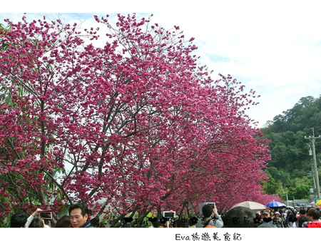 泰安派出所:【遊記】oO。台中 后里 泰安警察局 2015年櫻花 全台最美的警察局~大家來朝聖過了嗎?!。o○。 泰安派出所:【遊記】oO。台中 后里 泰安警察局 2015年櫻花 全台最美的警察局~大家來朝聖過了嗎?!。o○。