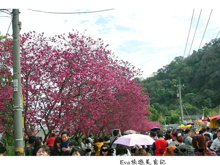 泰安派出所:【遊記】oO。台中 后里 泰安警察局 2015年櫻花 全台最美的警察局~大家來朝聖過了嗎?!。o○。 泰安派出所:【遊記】oO。台中 后里 泰安警察局 2015年櫻花 全台最美的警察局~大家來朝聖過了嗎?!。o○。