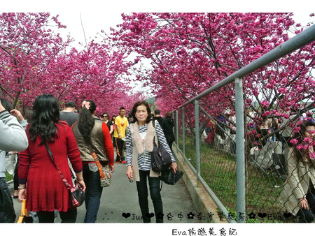 泰安派出所:【遊記】oO。台中 后里 泰安警察局 2015年櫻花 全台最美的警察局~大家來朝聖過了嗎?!。o○。 泰安派出所:【遊記】oO。台中 后里 泰安警察局 2015年櫻花 全台最美的警察局~大家來朝聖過了嗎?!。o○。