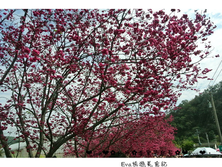 泰安派出所:【遊記】oO。台中 后里 泰安警察局 2015年櫻花 全台最美的警察局~大家來朝聖過了嗎?!。o○。 泰安派出所:【遊記】oO。台中 后里 泰安警察局 2015年櫻花 全台最美的警察局~大家來朝聖過了嗎?!。o○。