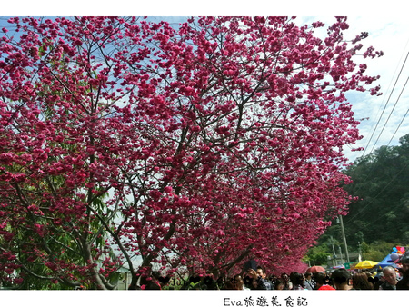 泰安派出所:【遊記】oO。台中 后里 泰安警察局 2015年櫻花 全台最美的警察局~大家來朝聖過了嗎?!。o○。 泰安派出所:【遊記】oO。台中 后里 泰安警察局 2015年櫻花 全台最美的警察局~大家來朝聖過了嗎?!。o○。