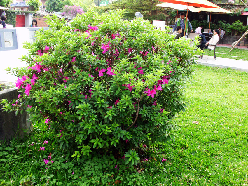 【食評】屏東巷子內吃豪華美食~遇見綠洲庭園咖啡,不虛此行!#屏東景點#屏東美食#趣比比#訂房#Tripbnb.com訂