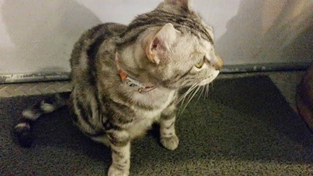 【台北】安和65．有可愛貓咪